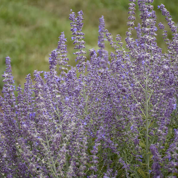 Close-up of Sage Advice Russian Sage's dark purple blooms. 