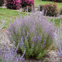Sage Advice Russian Sage with purple blooms and icy green foliage in a garden. 