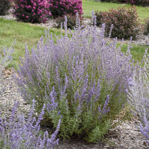 Sage Advice Russian Sage with purple blooms and icy green foliage in a garden. 