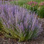Sage Advice Russian Sage with tall upright spikes of purple florets in a garden. 