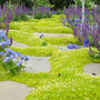 Yellow Irish Moss dotted with small white flower growing between stepping stones. 