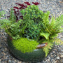Yellow Irish Moss with other plants in a container. 
