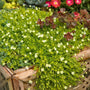 Yellow Irish Moss dotted with small white flowers in a container. 