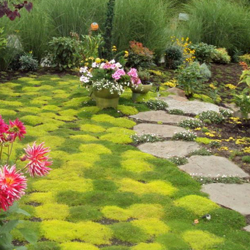 planted seed sea moss Yellow Irish Moss