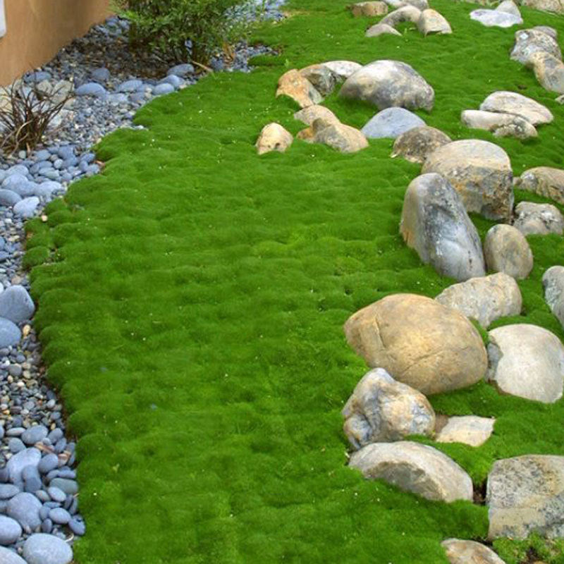 planting irish moss seeds Irish Moss (Sagina)