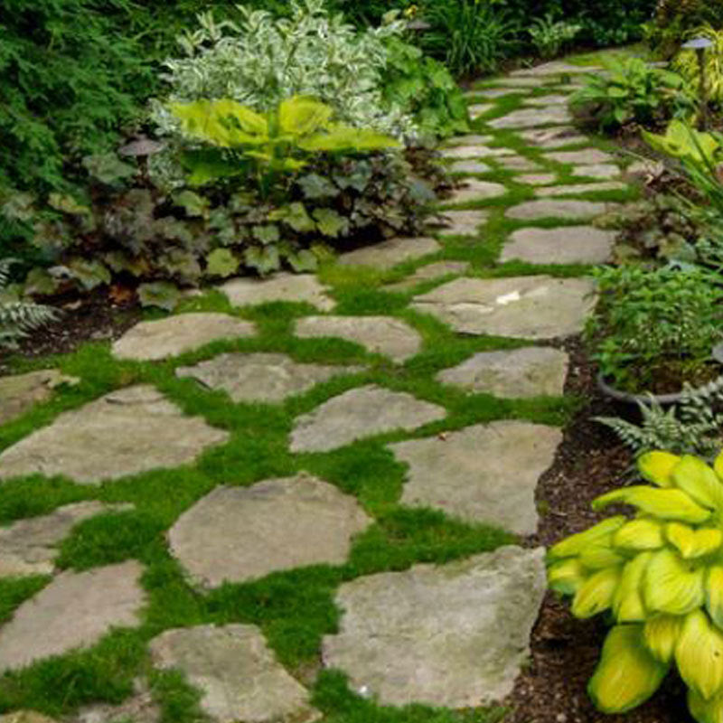 Irish Moss Lawn irish-moss-lawn