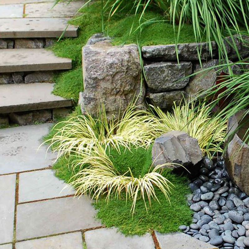 Irish Moss growing along the edge of a pathway. 