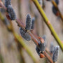 Close-up of fuzzy black Black Cat Pussywillow buds. 