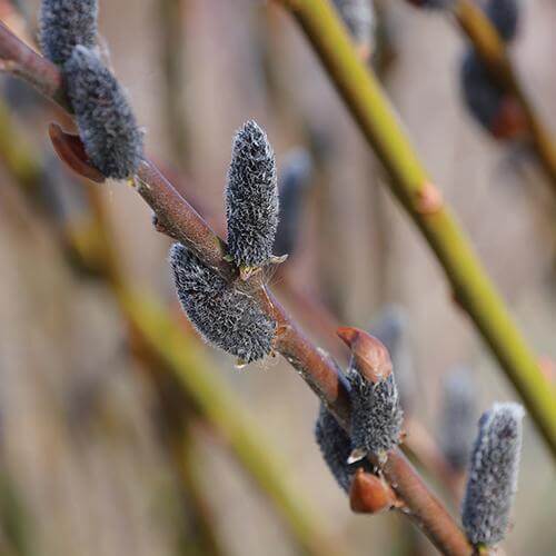 Close-up of fuzzy black Black Cat Pussywillow buds. 