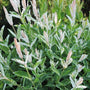Hakuro Nishiki Dappled Willow with pink, white, and light green foliage. 