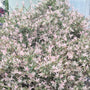 Hakuro Nishiki Dappled Willow with bright shell pink new growth. 
