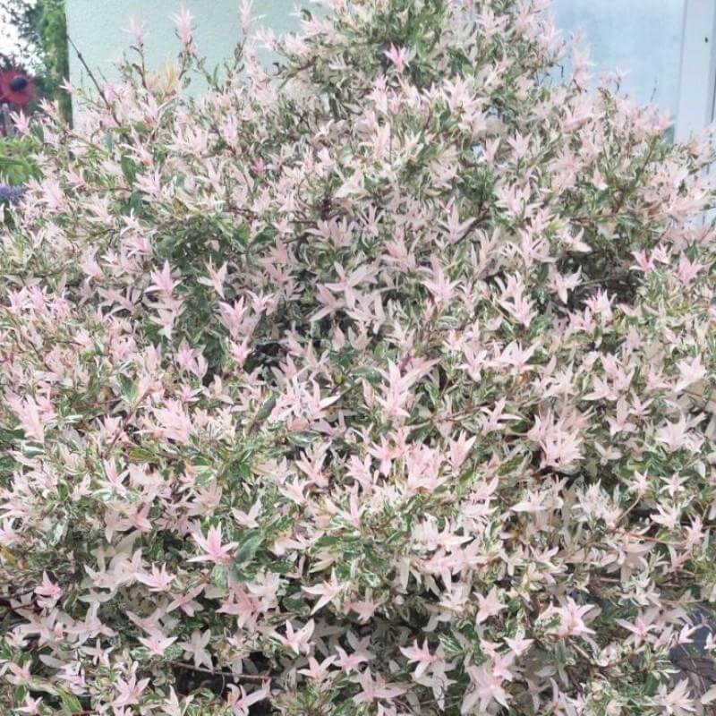 Hakuro Nishiki Dappled Willow with bright shell pink new growth. 