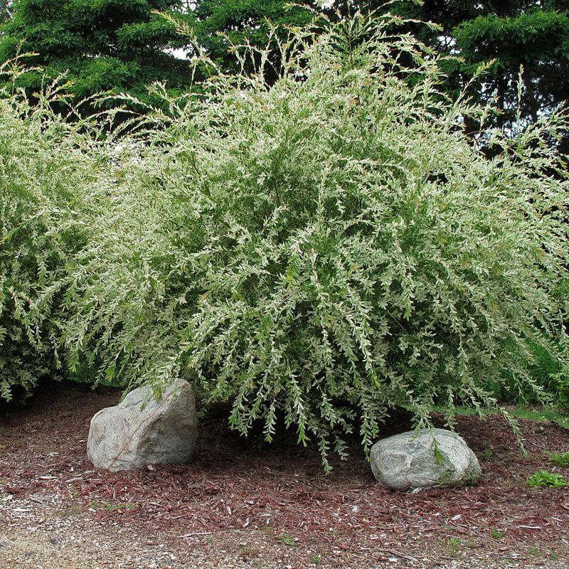 Hakuro Nishiki Dappled Willow with tri-colored foliage in a landscape. 