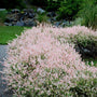 A row of Hakuro Nishiki Dappled Willow with pink, white, and light green foliage in a landscape. 