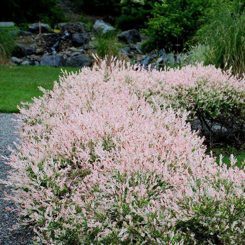 A row of Hakuro Nishiki Dappled Willow with pink, white, and light green foliage in a landscape. 