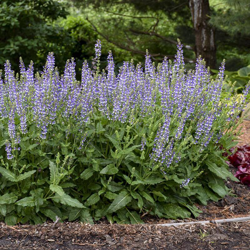 Proven Winners Color Spires Salvia - Thumbnail 2