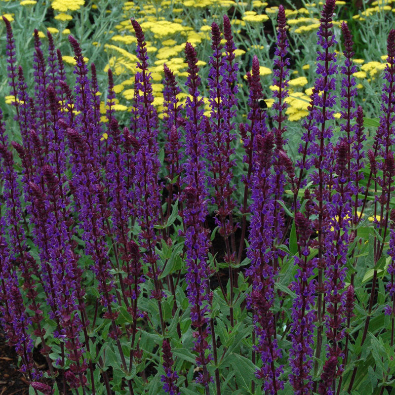 Close-up of Caradonna Salvia's violet-blue flower spikes on dark purple stems. 