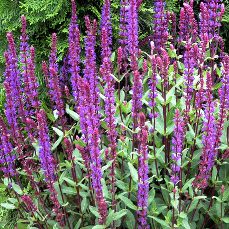 Caradonna Salvia with violet flower spikes towering above green foliage. 