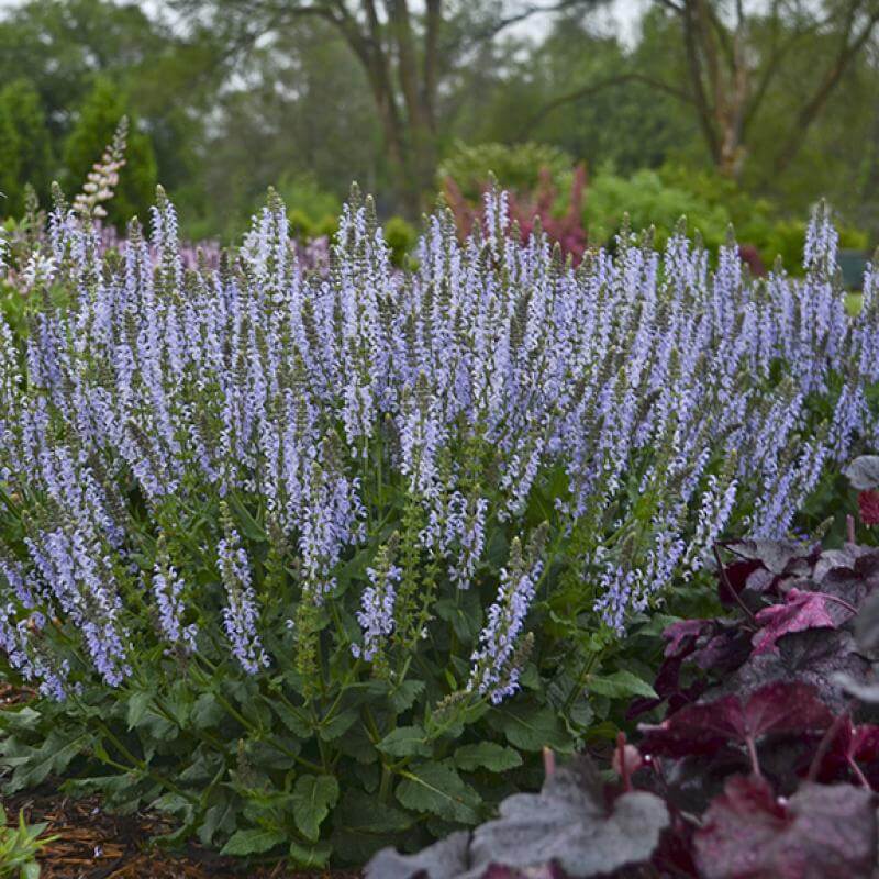 Sauge « Color Spires Crystal Blue » dans un jardin avec des clochettes de corail violet foncé. 