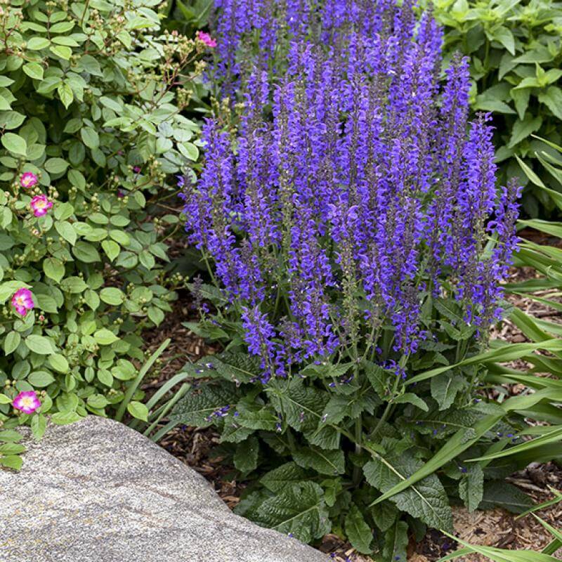 Color Spires Indiglo Girl Salvia with vibrant purple-blue blooms. 