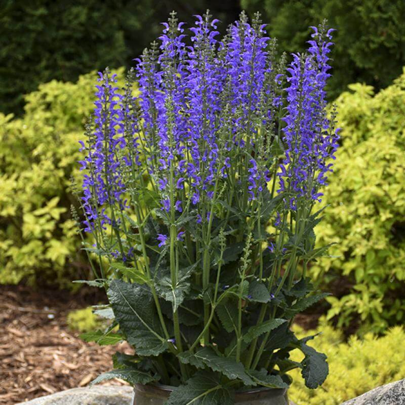Color Spires Indiglo Girl Salvia in a container. 