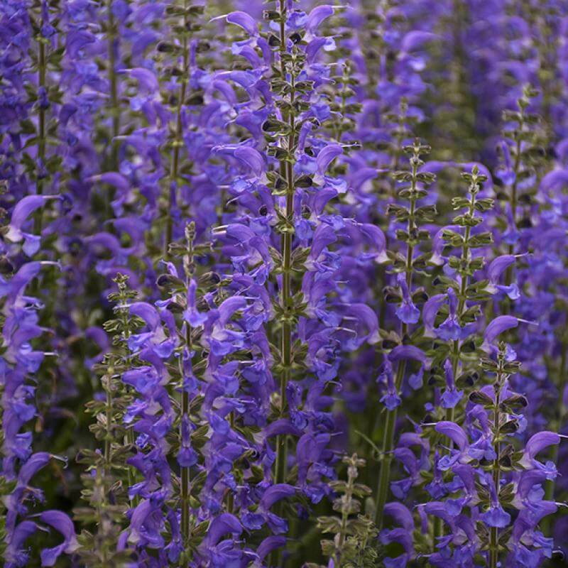 Close-up of the rich, vibrant purple-blue flowers of Salvia Indiglo Girl. 