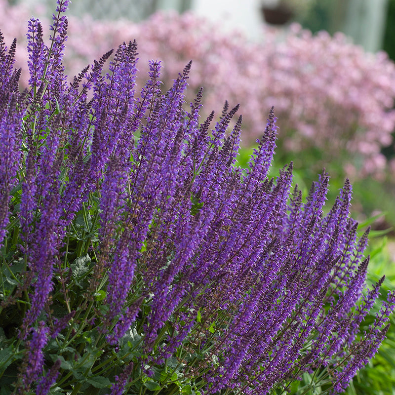 Vibrant violet-purple May Night Salvia flower spikes. 