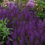 Vibrant purple May Night Salvia flower spikes in a garden. 