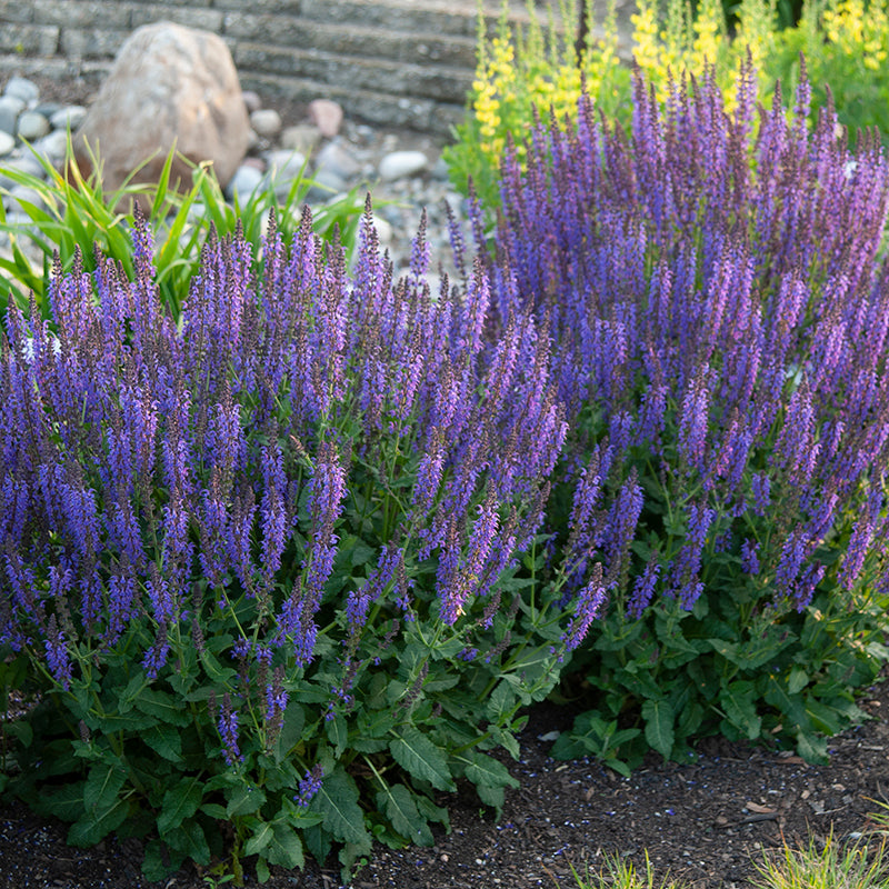 Two May Night Salvia plants in a garden. 