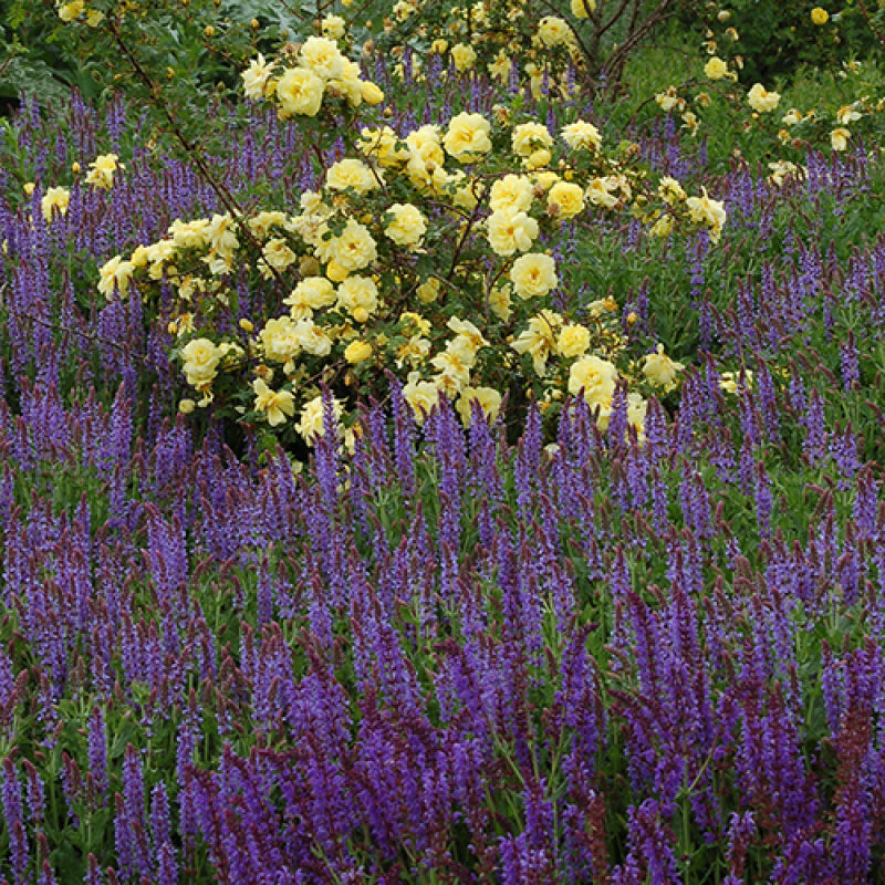 May Night Salvia in a garden with yellow roses. 