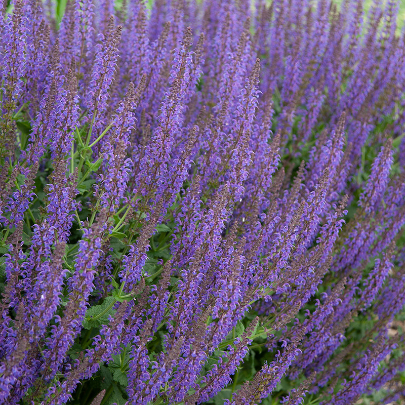 Close-up of May Night Salvia's vibrant purple flower spikes. 