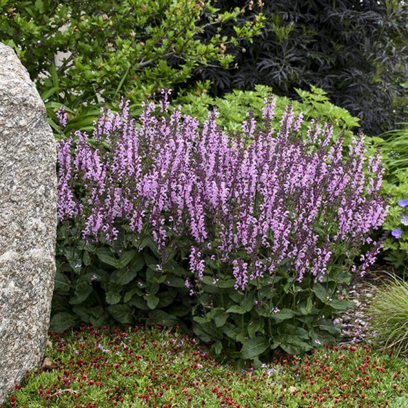 Color Spires Pink Dawn Salvia with vibrant pink flowers in a garden. 