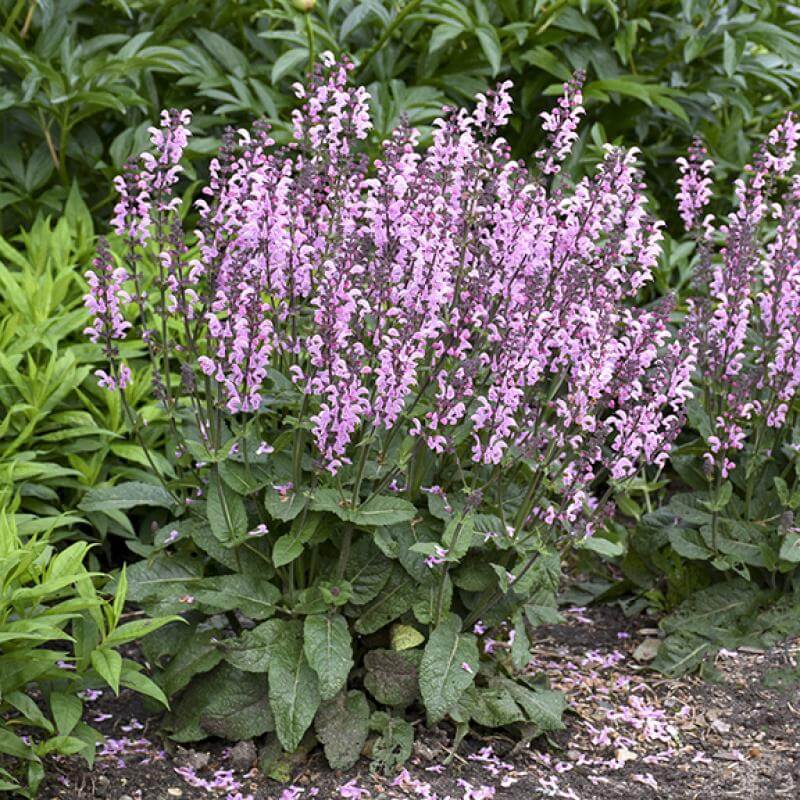 Color Spires Pink Dawn Salvia with sweet cotton candy pink flower spikes in a garden. 