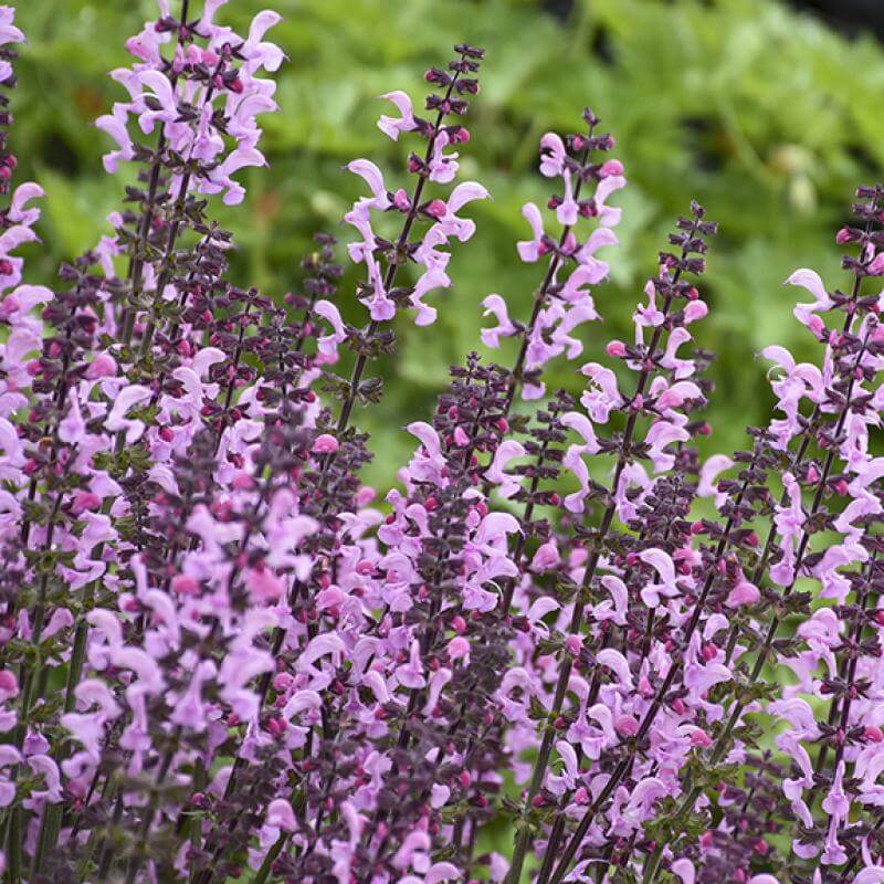 Close-up of cotton candy pink Color Spires Pink Dawn Salvia flowers. 