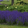 A row of Color Spires Violet Riot Salvia in a landscape. 