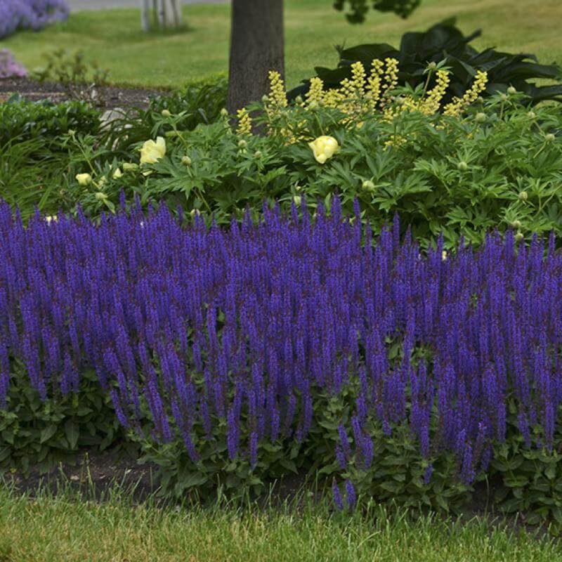 A row of Color Spires Violet Riot Salvia in a landscape. 