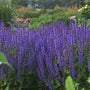 Salvia Violet Riot with electrifying violet flower spikes. 