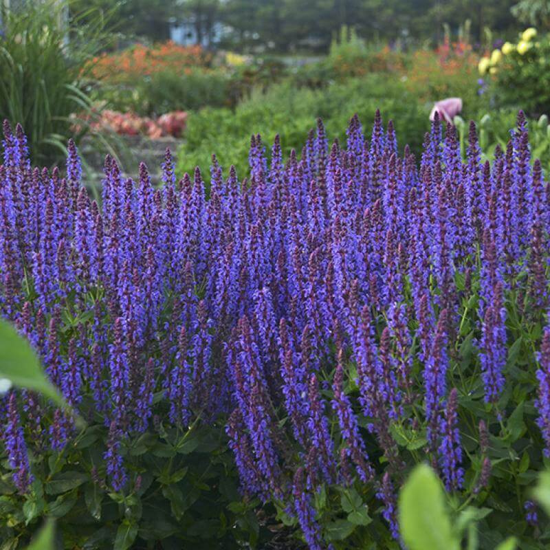 Salvia Violet Riot with electrifying violet flower spikes. 
