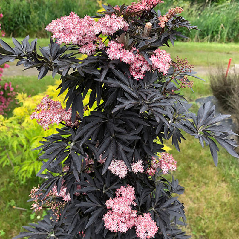 Le sureau Laced Up® pousse naturellement sous forme d'une colonne étroite de feuillage violet finement découpé. 