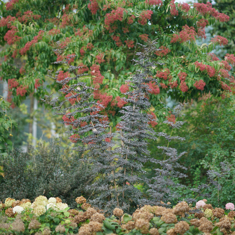 Laced Up® Elderberry est un gain de place dans le jardin. 