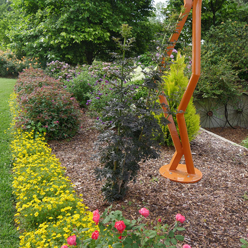 La variété de sureau Laced Up® peut être pollinisée avec Black Lace, Black Beauty et Instant Karma pour obtenir des baies. 