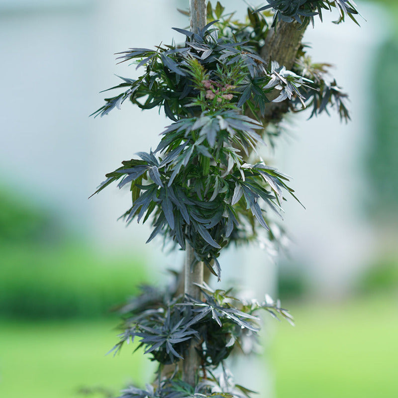 Laced Up® Elderberry est une plante magnifique qui plaît et attire le regard des passants. 