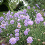 Fleurs de coussin bleu papillon avec des fleurs arrondies bleu-violet dans un paysage. 