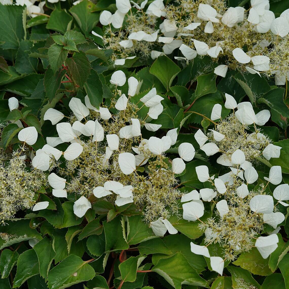 Flirty Girl False Hydrangea Vine with foamy white flowers and glossy green foliage. 