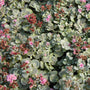 Sunsparkler 'Blue Elf' Sedoro is a colorful drought-tolerant ground cover.