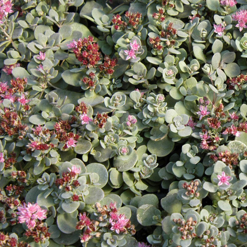 Sunsparkler 'Blue Elf' Sedoro is a colorful drought-tolerant ground cover.