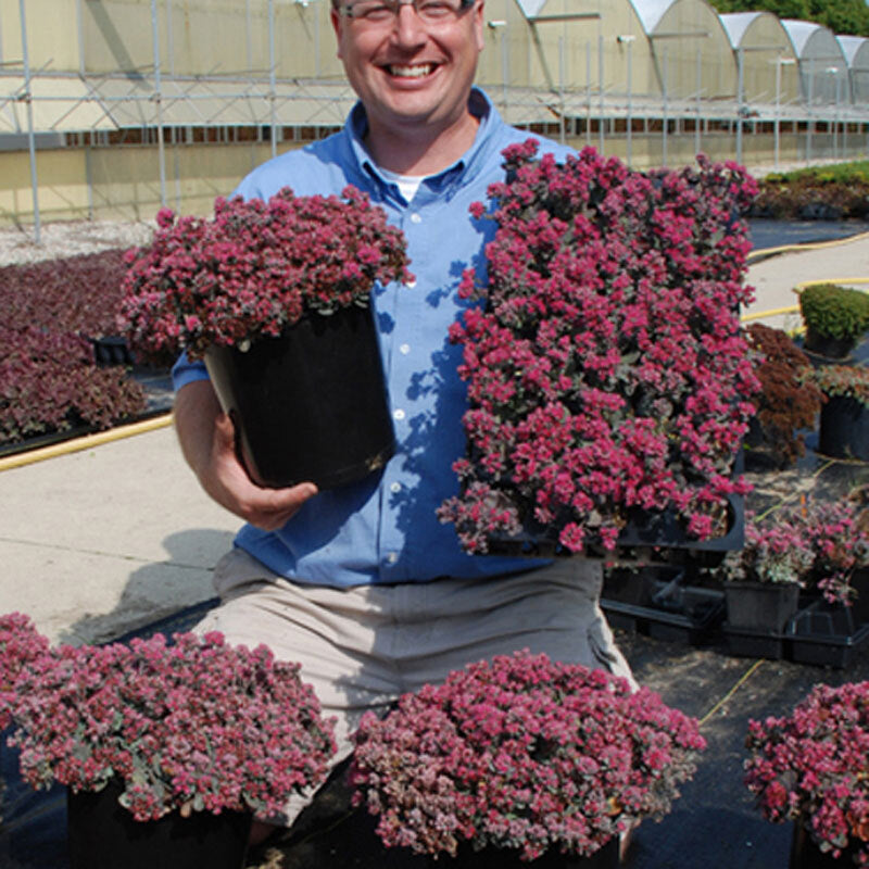 sedum blue elf succulent Sunsparkler® 'Blue Elf' Sedoro