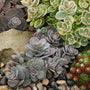Blue Elf is a cut little hardy succulent with purple blue foliage.