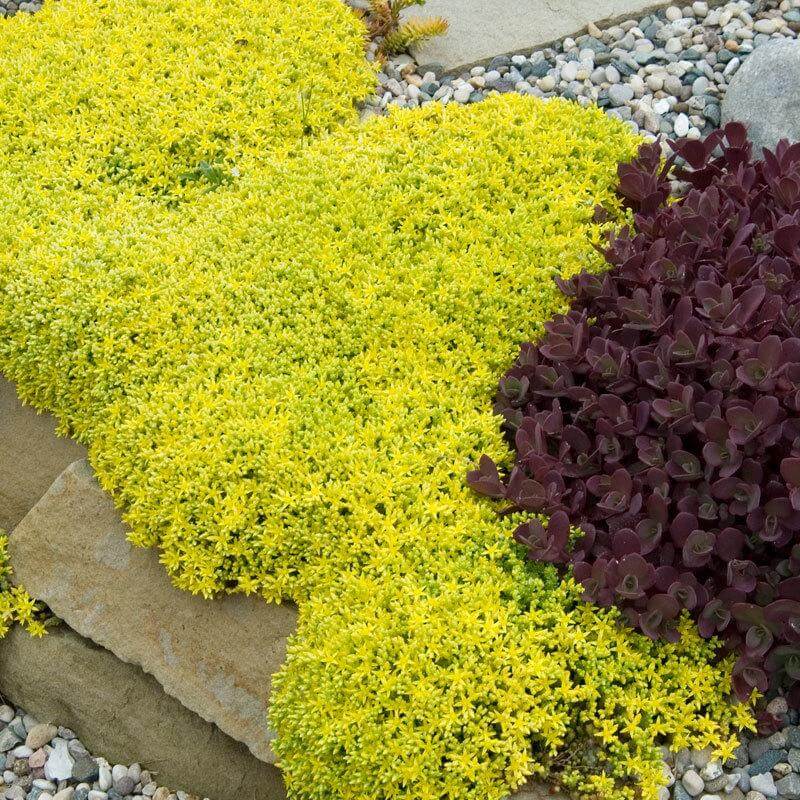A carpet of buttery bright yellow Golden Stonecrop foliage in rock garden. 