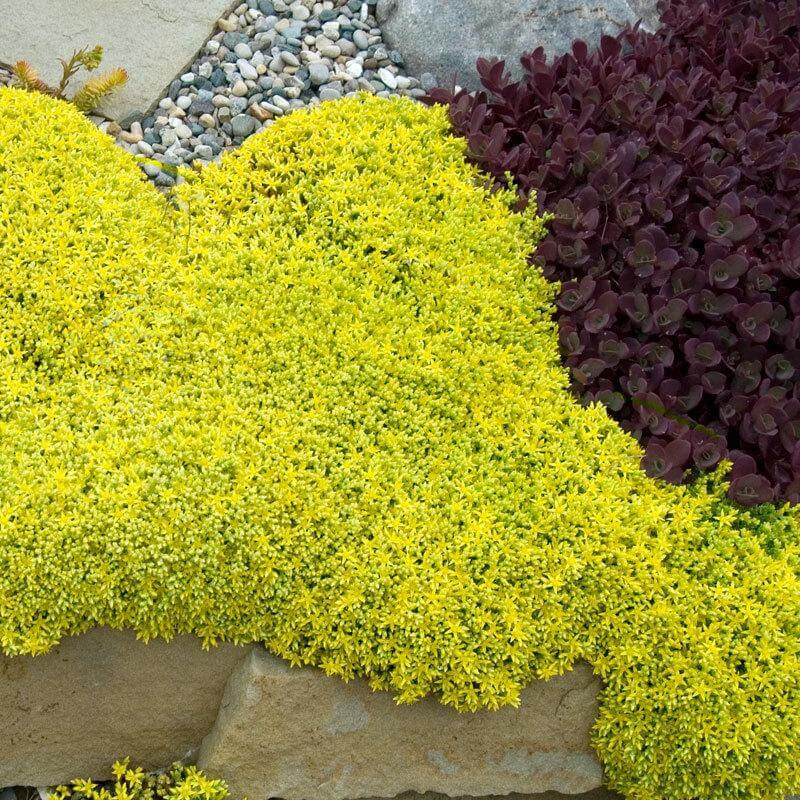 A carpet of Golden Stonecrop in a rock garden. 